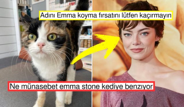 emma-stonea-birebir-benzeyen-yerli-ve-ulusal-kedimiz-xte-gundem-oldu-M4H8sQVA.jpg