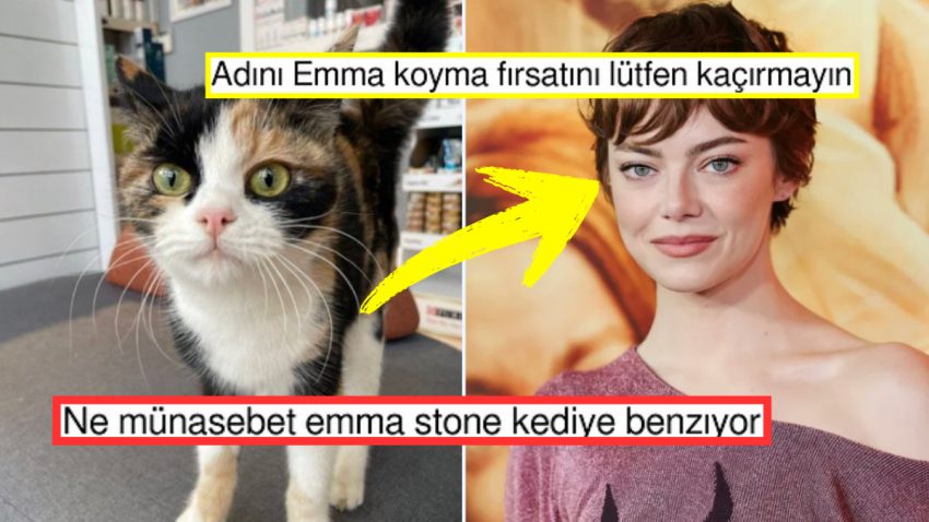 Emma Stone’a Birebir Benzeyen Yerli ve Ulusal Kedimiz X’te Gündem Oldu