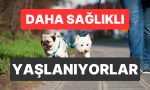 evcil-hayvanlar-yaslilarin-fizik-ve-ruhsal-sihhatine-katki-sagliyor-FsQ7Mtn1.jpg