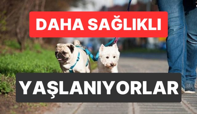 evcil-hayvanlar-yaslilarin-fizik-ve-ruhsal-sihhatine-katki-sagliyor-FsQ7Mtn1.jpg