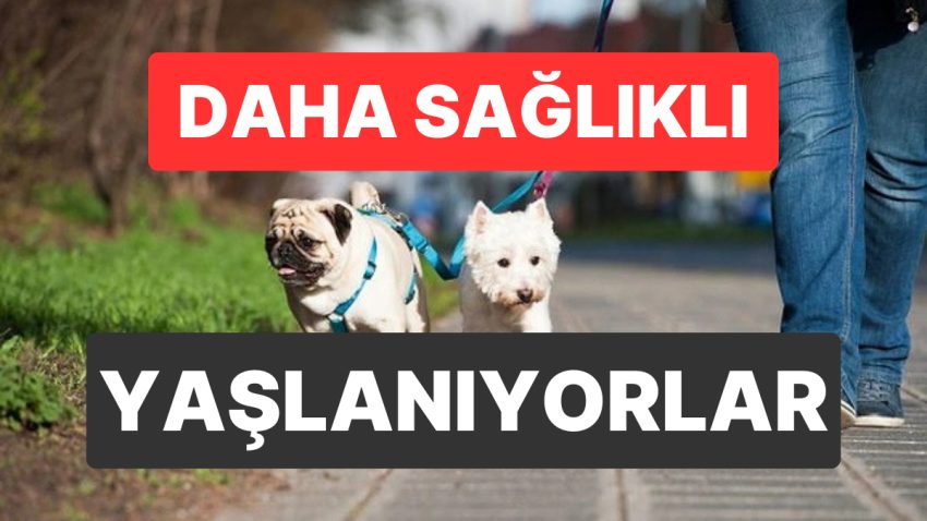 Evcil Hayvanlar Yaşlıların Fizikî ve Ruhsal Sıhhatine Katkı Sağlıyor