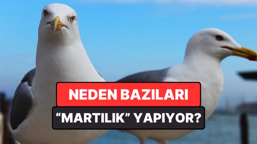 Flörtte “Martı Üzere Davranmak” Ne Manaya Geliyor?