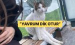 gariban-oturusuyla-fenomen-olan-kediye-yorum-yagdi-6isZv2hF.jpg