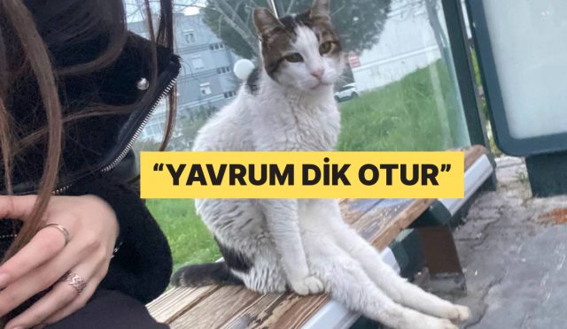 gariban-oturusuyla-fenomen-olan-kediye-yorum-yagdi-6isZv2hF.jpg
