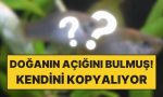 genetik-kurallari-altust-eden-balik-kendini-kopyalayarak-cogalabiliyor-dSw5tRSd.jpg