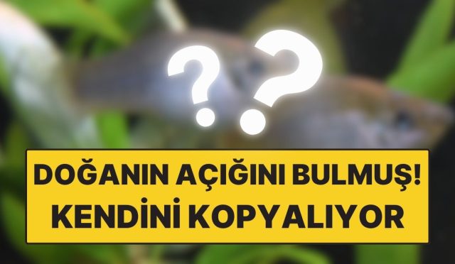 genetik-kurallari-altust-eden-balik-kendini-kopyalayarak-cogalabiliyor-dSw5tRSd.jpg