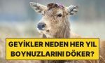 geyik-boynuzlarinin-her-yil-dokulmesinin-sebebi-ne-96Wut6Lw.jpg