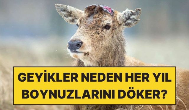 geyik-boynuzlarinin-her-yil-dokulmesinin-sebebi-ne-96Wut6Lw.jpg