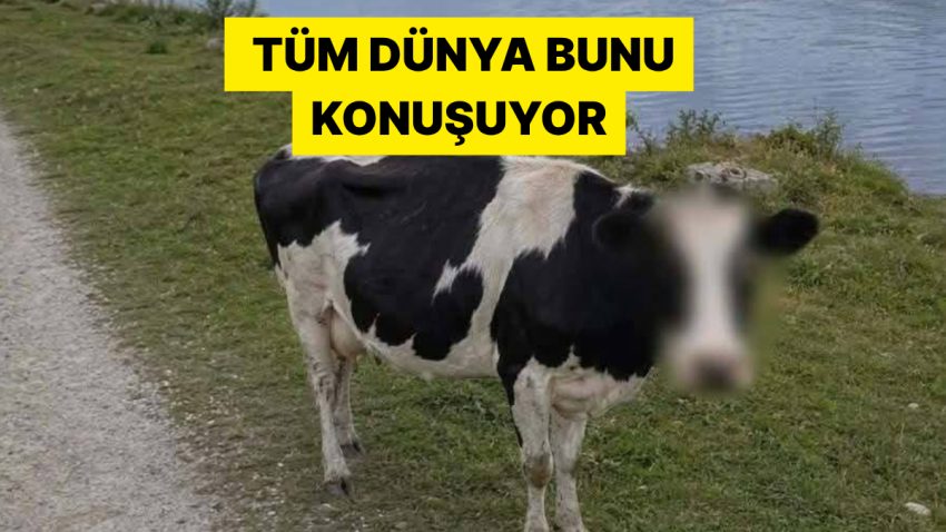 Google Haritalar’ın İneğin Yüzünü Sansürlemesi Dünya Çapında Viral Oldu