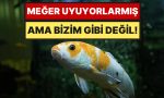 gozleri-acik-dus-goruyorlar-baliklar-aslinda-nasil-uyur-6fXgKWiX.jpg