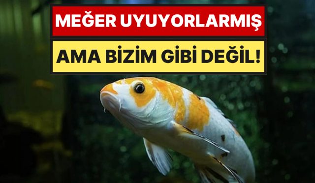 gozleri-acik-dus-goruyorlar-baliklar-aslinda-nasil-uyur-6fXgKWiX.jpg