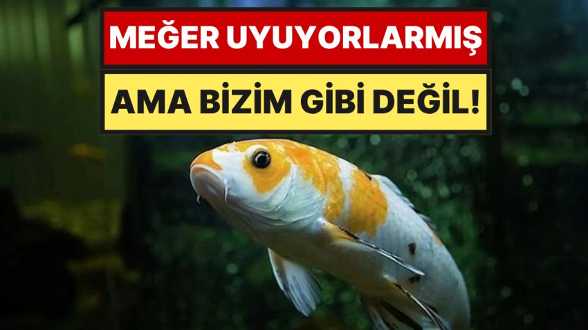 Gözleri Açık Düş Görüyorlar: Balıklar Aslında Nasıl Uyur?