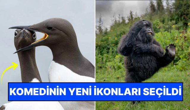 gulumse-cekiyorum-2025in-en-komik-hayvan-fotograflari-KOdiTYQr.jpg