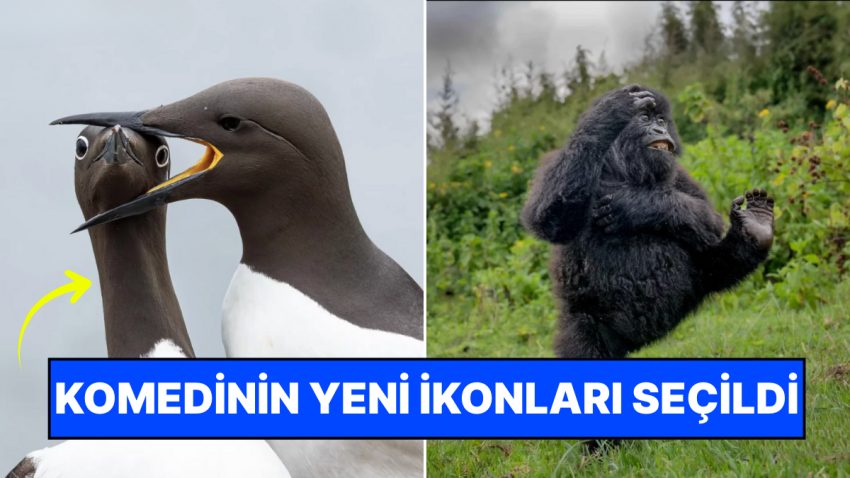 Gülümse, Çekiyorum: 2025’in En Komik Hayvan Fotoğrafları