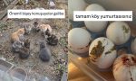 gunluk-hayatta-karsilastiklari-goruntulerden-mizah-cikaran-sahislar-7YuzLjtv.jpg