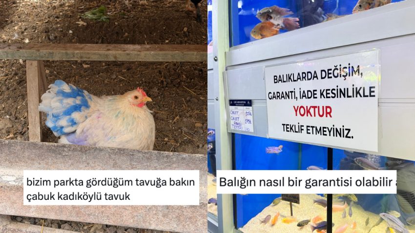 Günlük Hayatta Karşılaştıkları Görüntülerden Mizah Çıkaran X Kullanıcıları