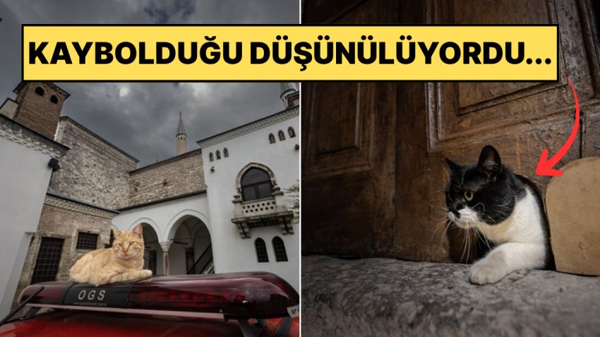 Günün En Hoş Haberi: Topkapı’nın Kedi Kapısı Tekrar Hizmette
