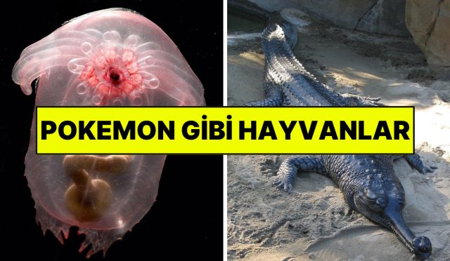 hakikaten-var-olduguna-inanamayacaginiz-az-bulunan-hayvanlar-BBPCNaYc.jpg