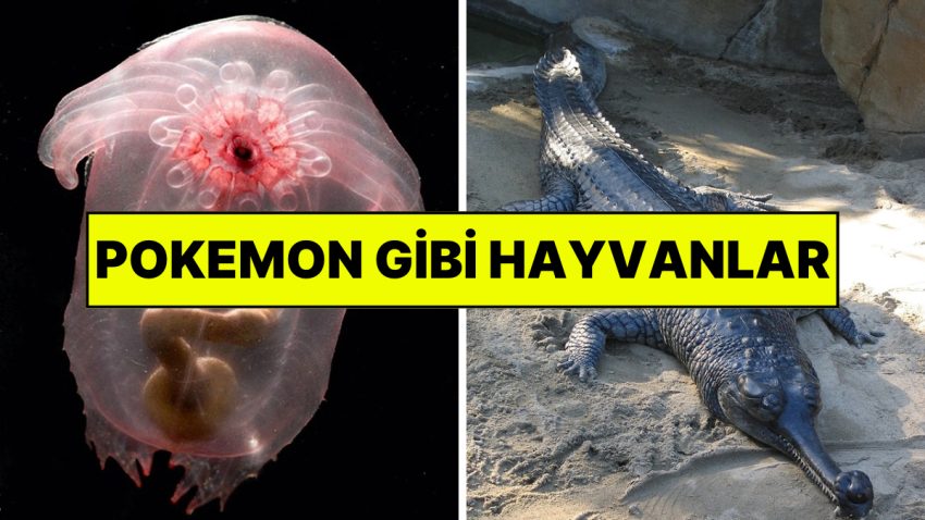 Hakikaten Var Olduğuna İnanamayacağınız Az Bulunan Hayvanlar