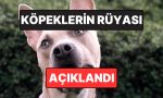 harvardli-psikolog-acikladi-kopekler-ruyalarinda-sahiplerini-goruyor-olabilir-AuIRncqf.jpg