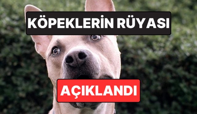 harvardli-psikolog-acikladi-kopekler-ruyalarinda-sahiplerini-goruyor-olabilir-AuIRncqf.jpg