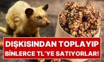 hayvanin-diskisindan-toplayip-kilosunu-binlerce-liraya-satiyorlar-6DkgSQDr.jpg