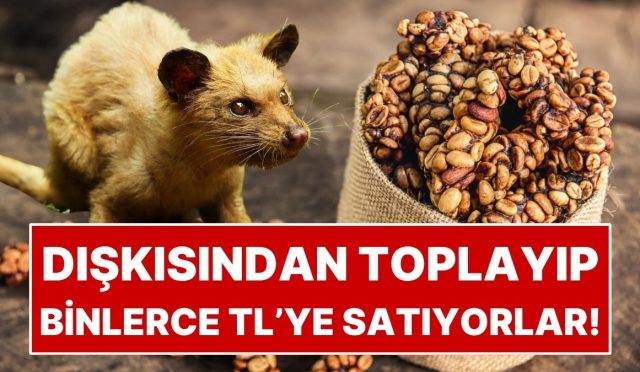 hayvanin-diskisindan-toplayip-kilosunu-binlerce-liraya-satiyorlar-6DkgSQDr.jpg