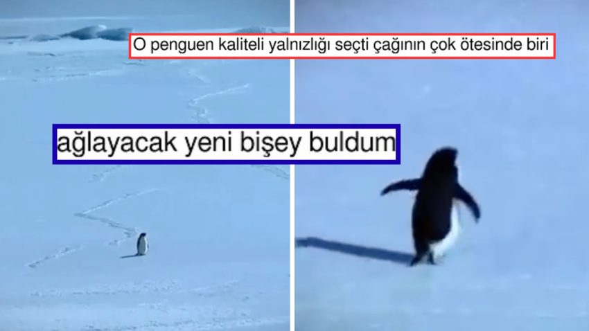 Hiç Düşünmeden Vefata Yürüyen “Nihilist Penguen” Size de Bir Yerlerden Tanıdık Gelecek!