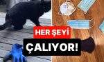 hirsizligiyla-nam-salmis-kedinin-enteresan-kissasi-mahcup-hissediyoruz-HBvQmeWr.jpg