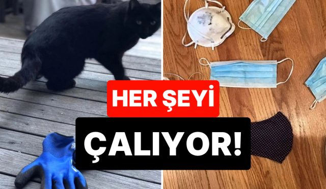 hirsizligiyla-nam-salmis-kedinin-enteresan-kissasi-mahcup-hissediyoruz-HBvQmeWr.jpg