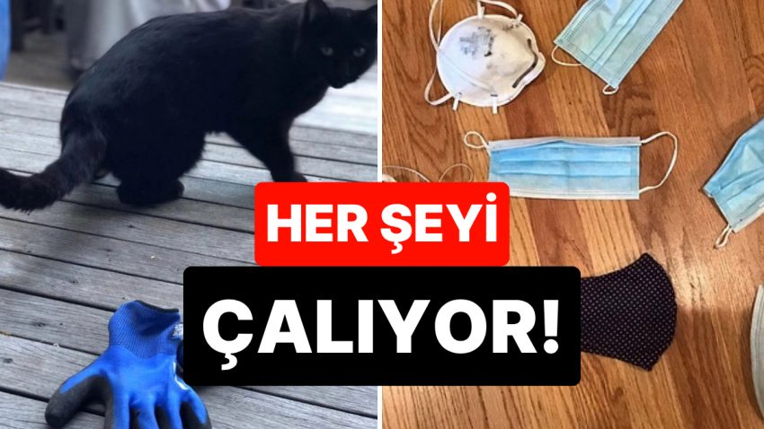 Hırsızlığıyla Nam Salmış Kedinin Enteresan Kıssası: “Mahçup Hissediyoruz”
