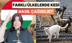 icerik-ureticisi-gizem-bilig-anlatti-farkli-ulkelerde-kedi-nasil-cagirilir-eS8O5rYO.jpg
