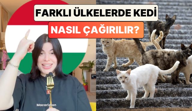 icerik-ureticisi-gizem-bilig-anlatti-farkli-ulkelerde-kedi-nasil-cagirilir-eS8O5rYO.jpg