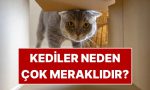 illa-burunlarini-sokacaklar-kediler-neden-cok-meraklidir-NNWTm6qb.jpg