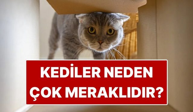 illa-burunlarini-sokacaklar-kediler-neden-cok-meraklidir-NNWTm6qb.jpg