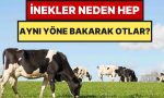 ineklerin-daima-tipki-tarafa-bakarak-otlamasi-tesaduf-degil-6xyWzZlz.jpg