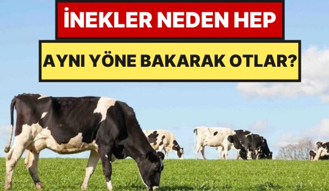 ineklerin-daima-tipki-tarafa-bakarak-otlamasi-tesaduf-degil-6xyWzZlz.jpg