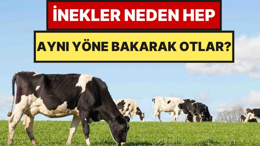 İneklerin Daima Tıpkı Tarafa Bakarak Otlaması Tesadüf Değil