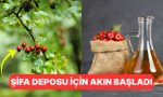 kalbi-koruyor-kanseri-uzakta-tutuyor-sifa-deposu-alic-tekrardan-tezgahlarin-gozdesi-oldu-ye22LOCU.jpg