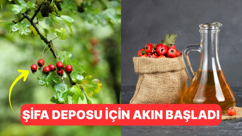 Kalbi Koruyor, Kanseri Uzakta Tutuyor: Şifa Deposu Alıç Tekrardan Tezgahların Gözdesi Oldu