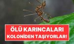 karincalar-neden-meyyit-karincalari-koloniden-uzaklastirir-klbAdxEl.jpg