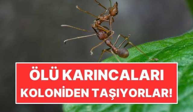 karincalar-neden-meyyit-karincalari-koloniden-uzaklastirir-klbAdxEl.jpg