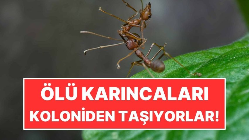 Karıncalar Neden Meyyit Karıncaları Koloniden Uzaklaştırır?