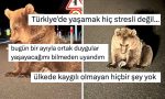 karsta-yol-kenarinda-bitkin-halde-bulunan-bozayi-yavrusu-kullanicilarin-yuregini-dagladi-NifCAR2M.jpg