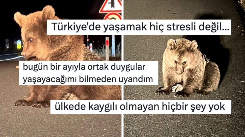 Kars’ta Yol Kenarında Bitkin Halde Bulunan Bozayı Yavrusu Kullanıcıların Yüreğini Dağladı
