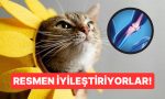 kedi-miriltisinin-frekansi-kemik-duzgunlesmesini-hizlandiriyor-XPOqtPyr.jpg