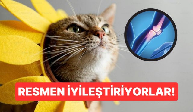 kedi-miriltisinin-frekansi-kemik-duzgunlesmesini-hizlandiriyor-XPOqtPyr.jpg