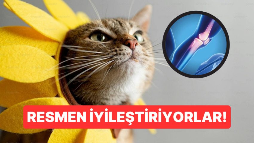 Kedi Mırıltısının Frekansı Kemik Düzgünleşmesini Hızlandırıyor