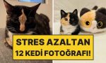 kedi-sahiplenmek-icin-12-eglenceli-sebep-BfgvKv2j.jpg