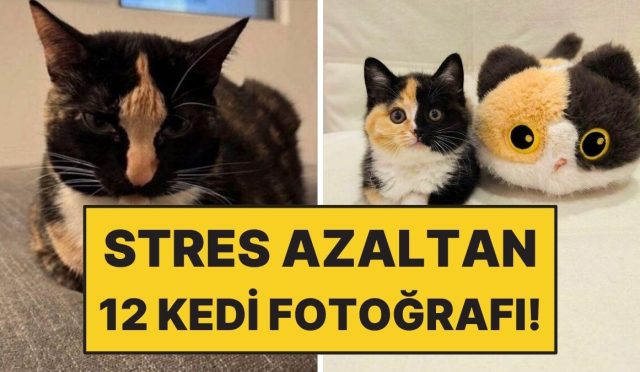 kedi-sahiplenmek-icin-12-eglenceli-sebep-BfgvKv2j.jpg